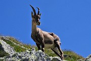 35 Si avvicinano incuriositi ad osservare...